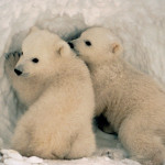 Ursus maritimus Eisbär - Klimakids
